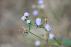 Ageratum conyzoides