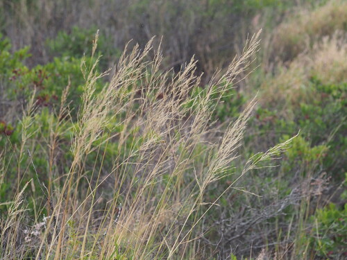 Eragrostis atropioides observed 2025-03-19