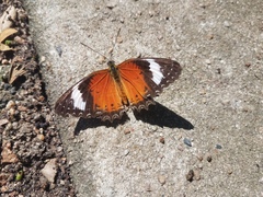 Cethosia penthesilea