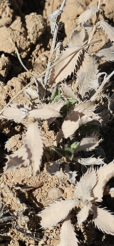 Image of Xanthisma grindelioides by (c) Indio Brown, some rights reserved (CC BY)