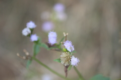Ageratum conyzoides