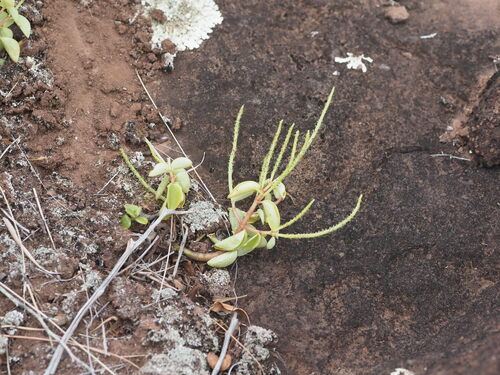 Peperomia leptostachya observed 2025-03-19