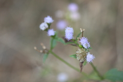 Ageratum conyzoides