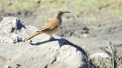 Upucerthia dumetaria