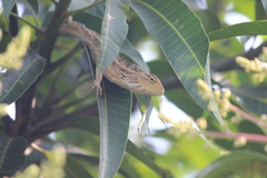 Calotes versicolor