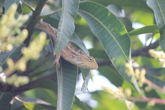 Calotes versicolor