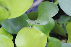 Ischnura senegalensis