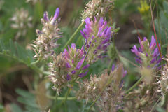 Oxytropis lambertii