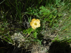 Kallstroemia rosei