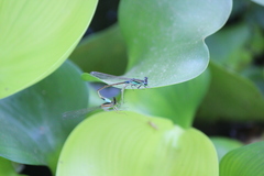Ischnura senegalensis