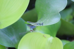 Ischnura senegalensis