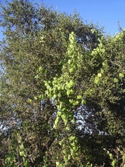 Vitis girdiana