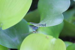 Ischnura senegalensis