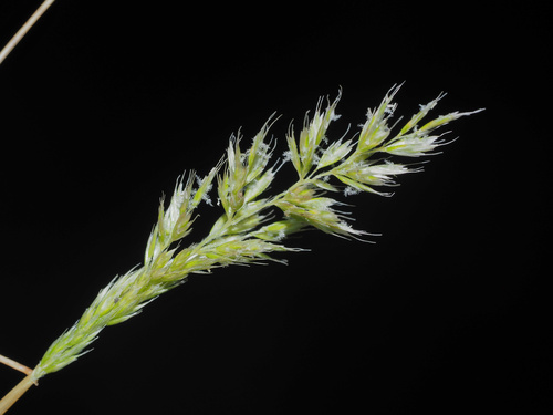 Koeleria inaequalis