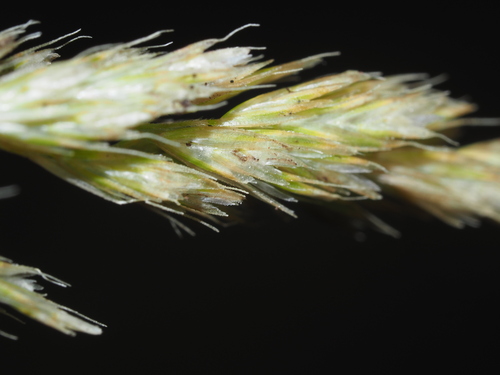 Koeleria inaequalis
