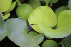 Agriocnemis femina