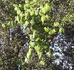 Vitis girdiana