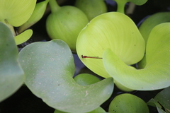 Agriocnemis femina