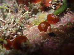 Corynactis australis