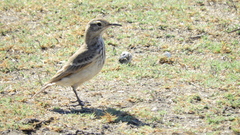 Geositta cunicularia