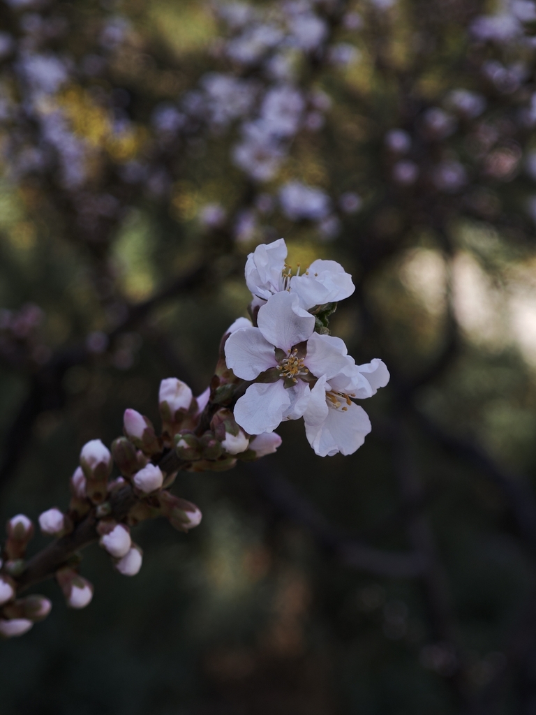 Foto de Cerejeira-do-mato