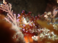 Corynactis australis