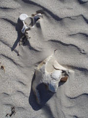 Globicephala melas
