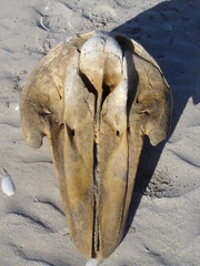 Globicephala melas