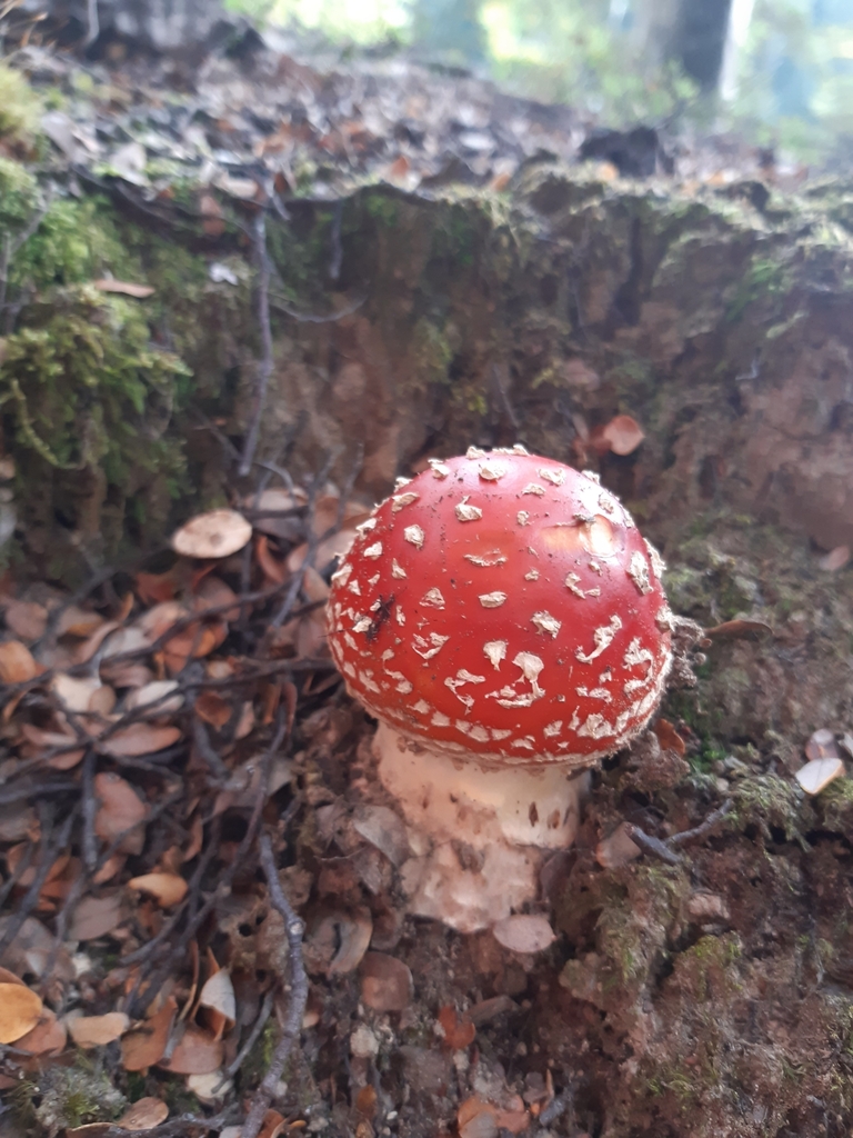 Amanita muscaria · March 2025 · photo: © georgecox (iNaturalist, cc0)
