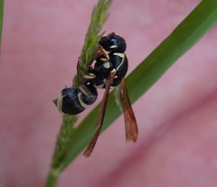 Stenodynerus ochrogonius