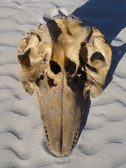 Globicephala melas