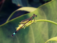 Ischnura senegalensis