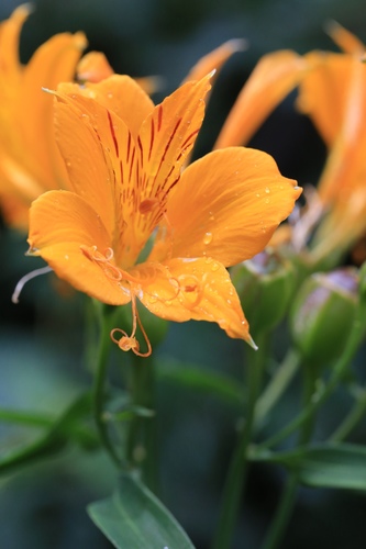 Amancay (Alstroemeria aurea) · NaturaLista Mexico