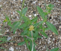 Gomphrena sonorae