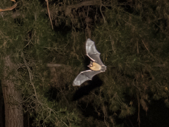 Myotis californicus