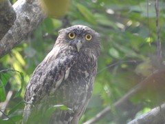 Ketupa zeylonensis