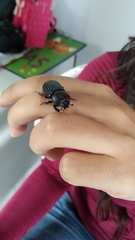Coleoptera