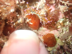 Corynactis australis