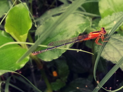 Ischnura senegalensis