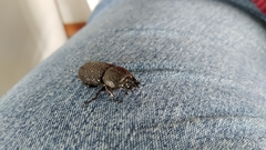 Coleoptera