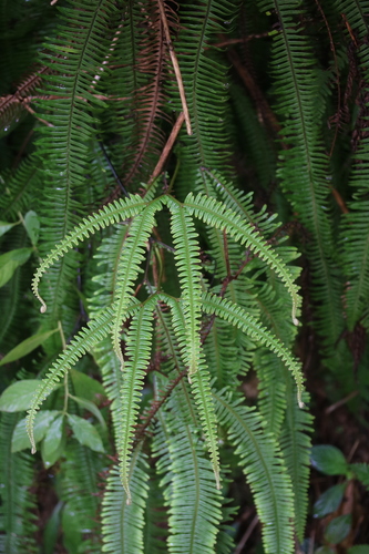 Sticherus bifidus observed 2025-03-23