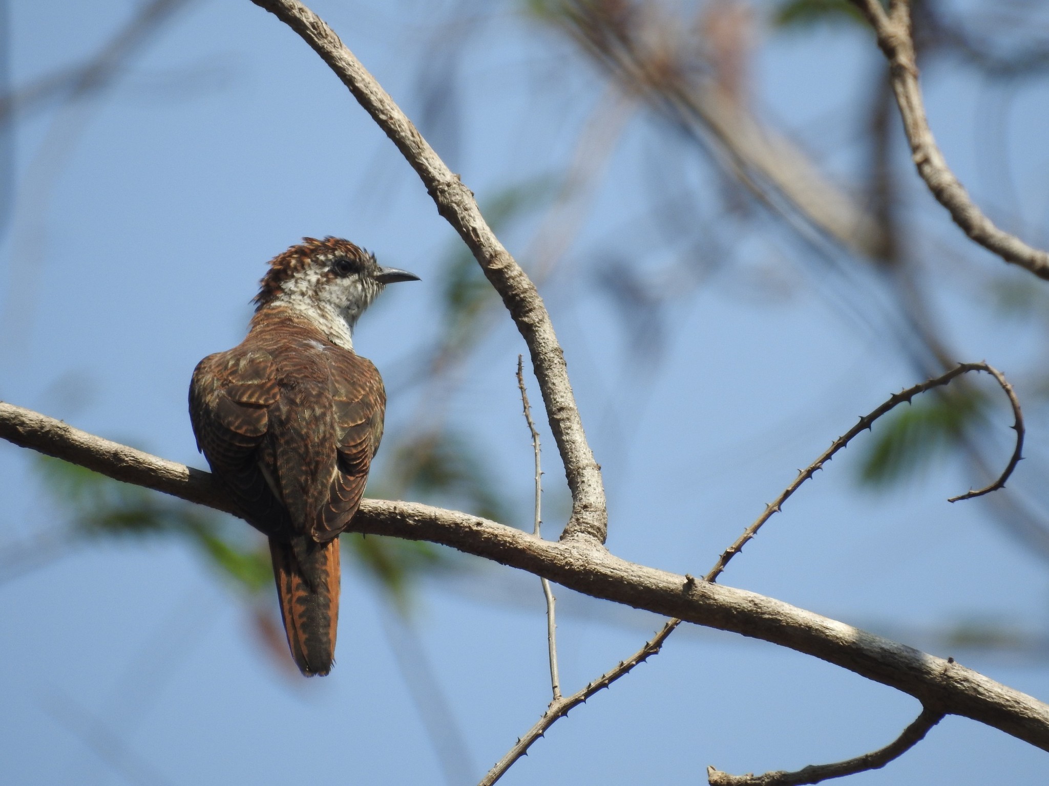Banded Bay Cuckoo