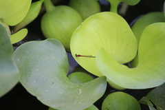 Agriocnemis femina