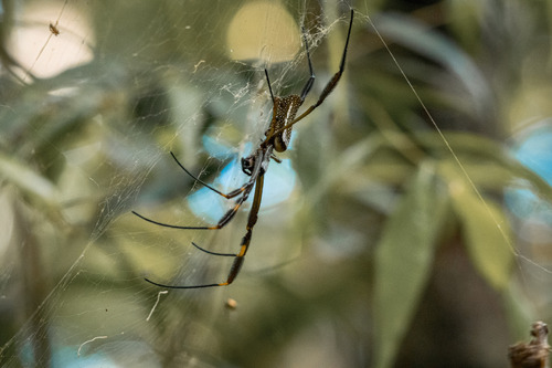 Golden silk orbweaver