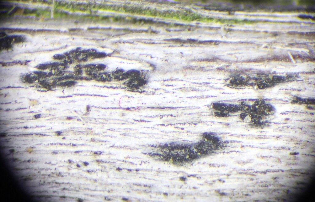 Arthonia tetramera