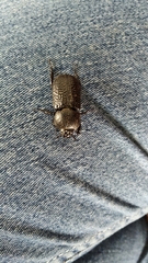 Coleoptera