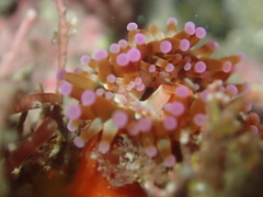 Corynactis australis