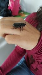 Coleoptera