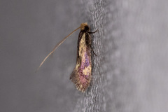 Isocorypha mediostriatella