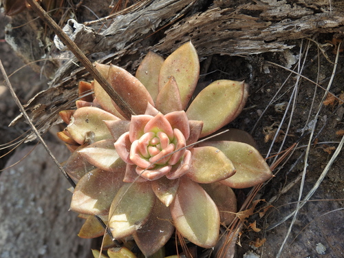 Echeveria coppii